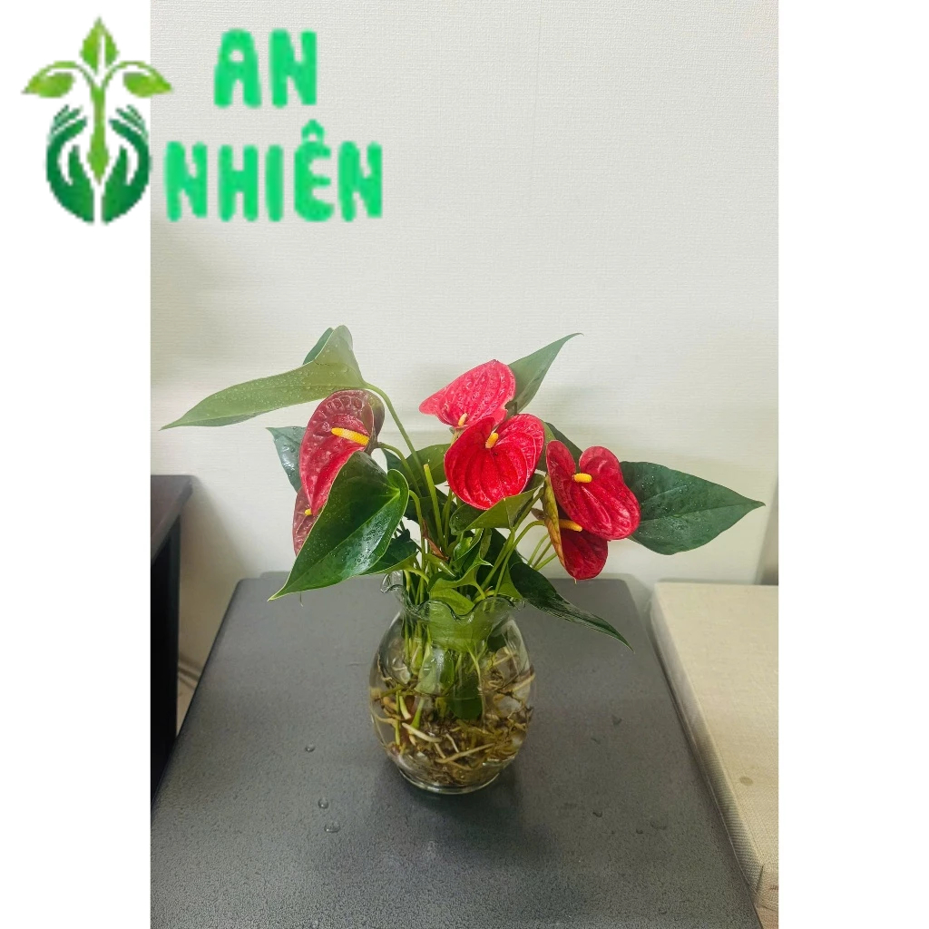 Chậu Hồng Môn Thủy Sinh