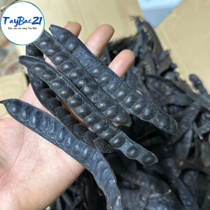 Quả bồ kết khô chín cây