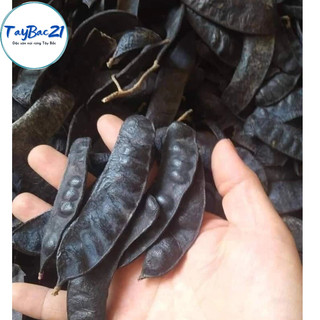 Quả bồ kết khô chín cây