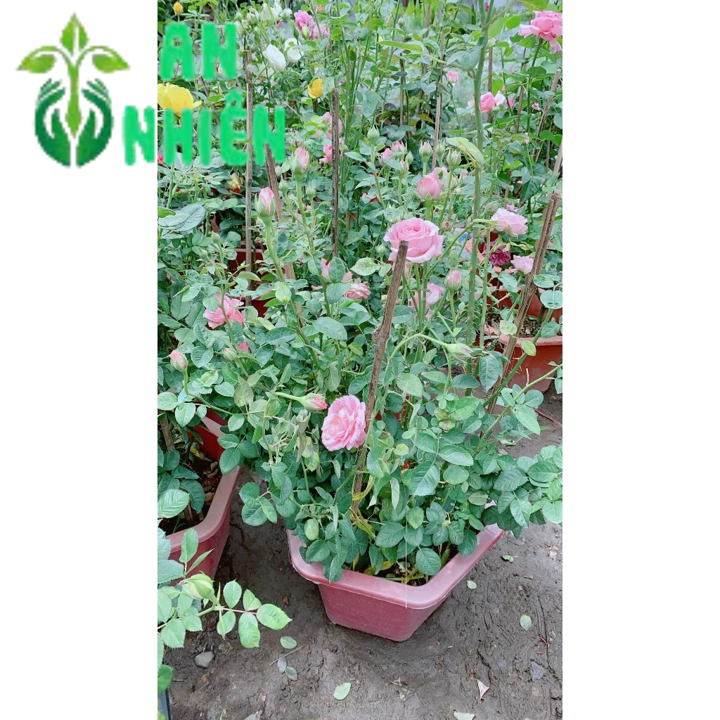 Hoa Hồng Màu Tím Cao 50-60cm
