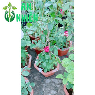 Hoa Hồng Màu Tím Cao 50-60cm