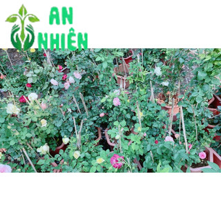 Hoa Hồng Màu Tím Cao 50-60cm