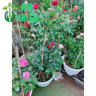 Hoa Hồng Màu Tím Cao 50-60cm