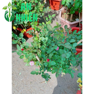 Hoa Hồng Màu Tím Cao 50-60cm