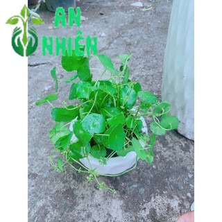 Chậu Cỏ Đồng Tiền Trồng Ban Công Đẹp