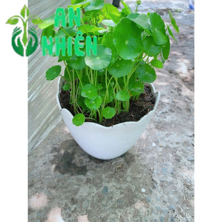 Chậu Cỏ Đồng Tiền Trồng Ban Công Đẹp