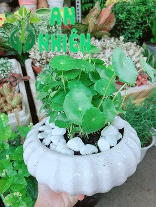 Chậu Cỏ Đồng Tiền Trồng Ban Công Đẹp