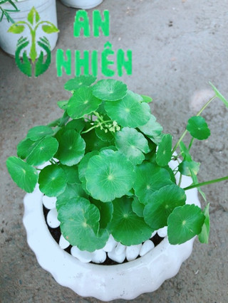 Chậu Cỏ Đồng Tiền Trồng Ban Công Đẹp