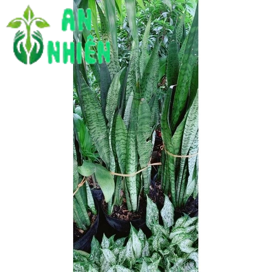 Lưỡi Hổ Cao 1m-1m2