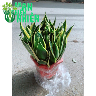 Lưỡi Hổ Thái Xanh Đẹp