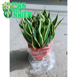 Lưỡi Hổ Thái Xanh Đẹp