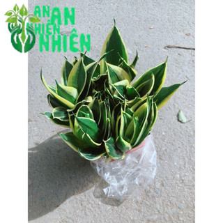 Lưỡi Hổ Thái Xanh Đẹp