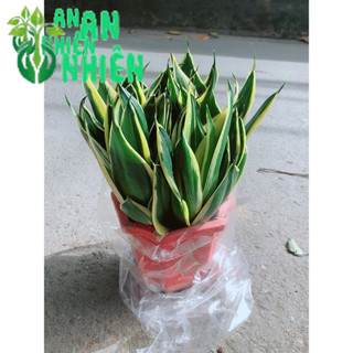 Lưỡi Hổ Thái Xanh Đẹp