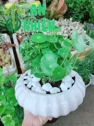 Chậu Cỏ Đồng Tiền Trồng Ban Công Đẹp