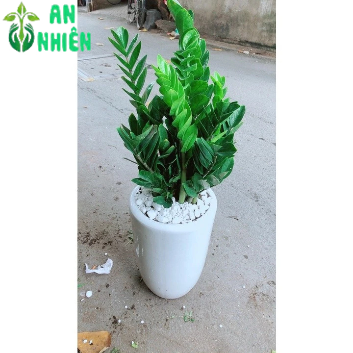 Chậu Cây Kim Tiền Tặng Khai Trương
