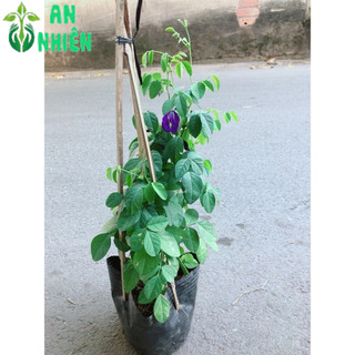Cây Hoa Đậu Biếc