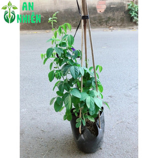 Cây Hoa Đậu Biếc