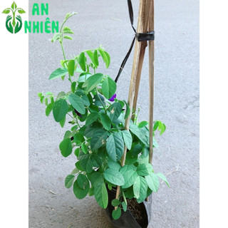 Cây Hoa Đậu Biếc