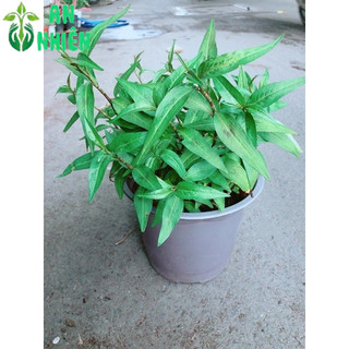 Chậu Rau Răm