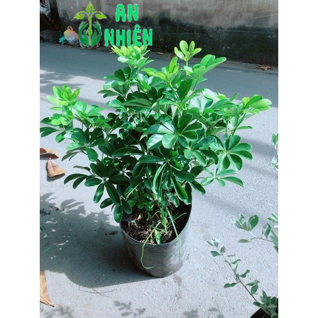 Cây Ngũ Gia Bì 50cm