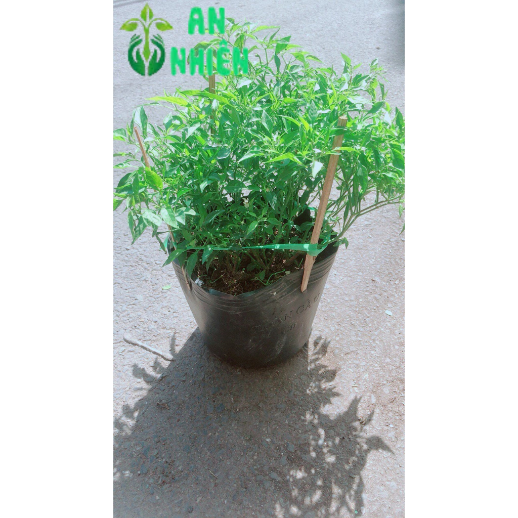 Chậu ớt hiểm