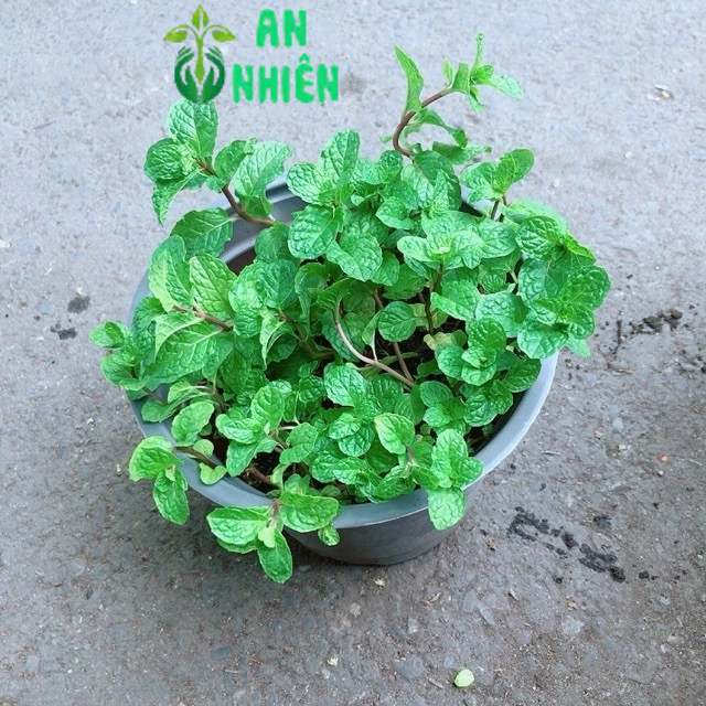 Chậu Cây Rau Húng Lủi
