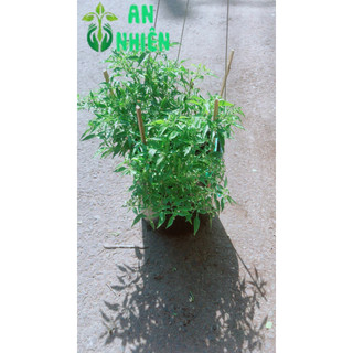 Chậu ớt hiểm