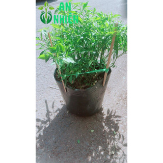 Chậu ớt hiểm