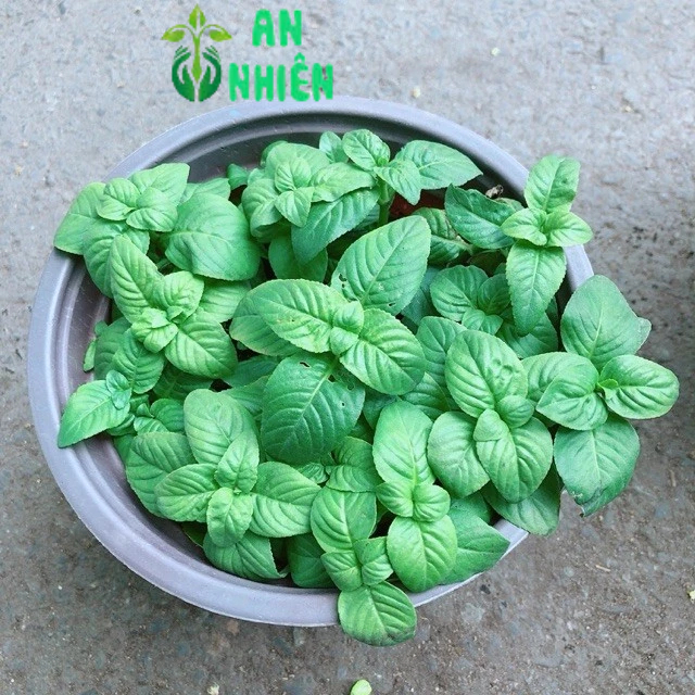 Chậu Cây Rau Quế Vị