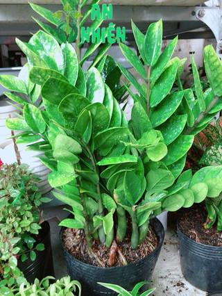 Kim tiền size 50-60cm