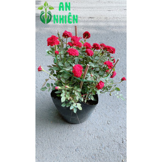 Hoa Hồng Tiểu Mụi Size Lớn 40cm