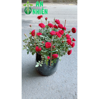 Hoa Hồng Tiểu Mụi Size Lớn 40cm