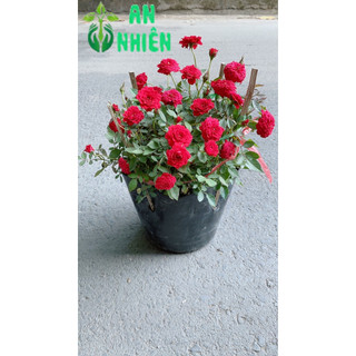 Hoa Hồng Tiểu Mụi Size Lớn 40cm
