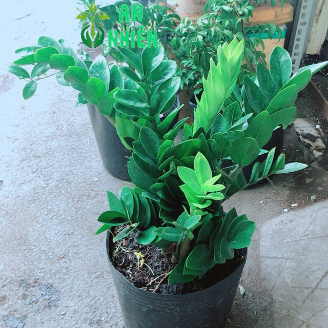 Kim Tiền Size Lớn 50-60cm