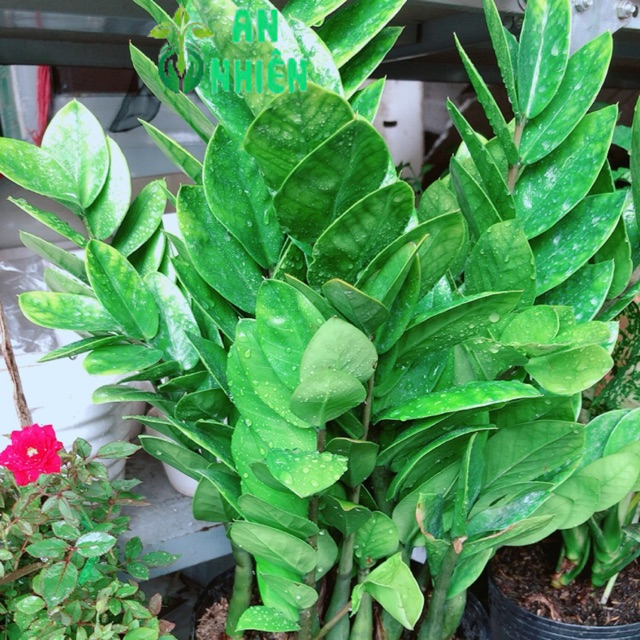 Kim tiền size 50-60cm
