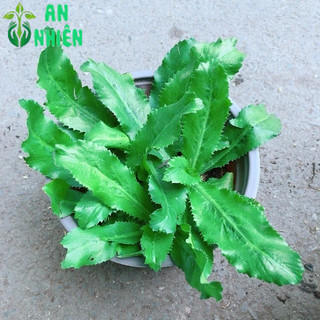 Chậu Cây Rau Ngò Gai