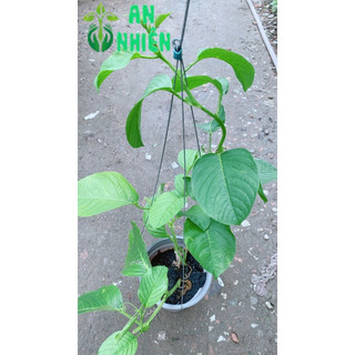 Cây Dưa Tây