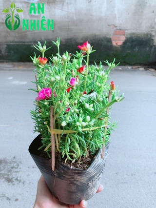 Hoa Mười Giờ Mỹ (có 3 màu)