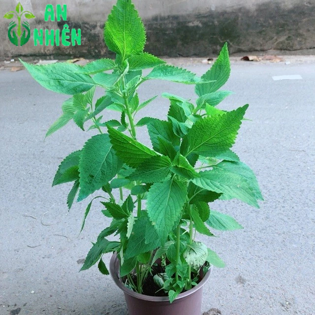 Chậu Cây Rau Kinh Giới