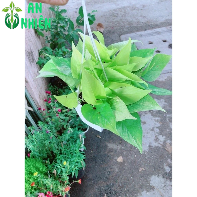 Trầu Bà Thái Vàng Size Nhỏ Treo Gọn đẹp