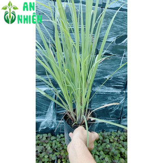 Bụi Cây Sả