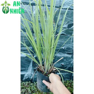 Bụi Cây Sả