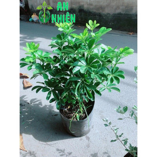 Cây Ngũ Gia Bì 50cm
