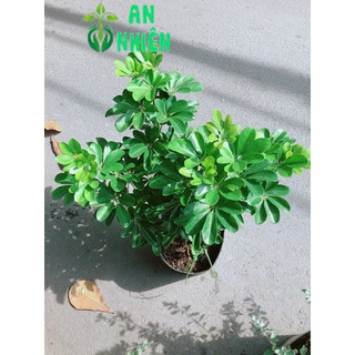 Cây Ngũ Gia Bì 50cm