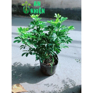 Cây Ngũ Gia Bì 50cm