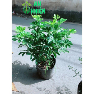 Cây Ngũ Gia Bì 50cm