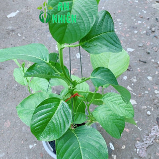 Cây Dưa Tây