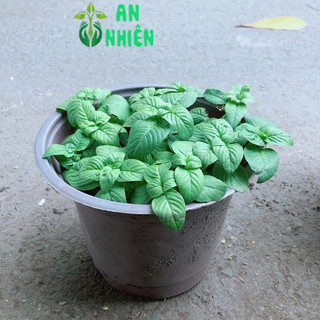 Chậu Cây Rau Quế Vị