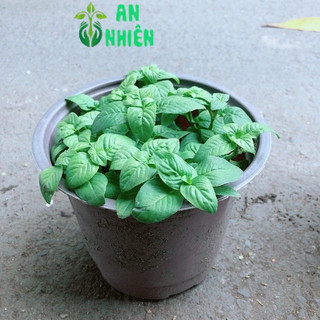Chậu Cây Rau Quế Vị