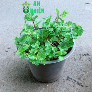 Chậu Cây Rau Húng Lủi